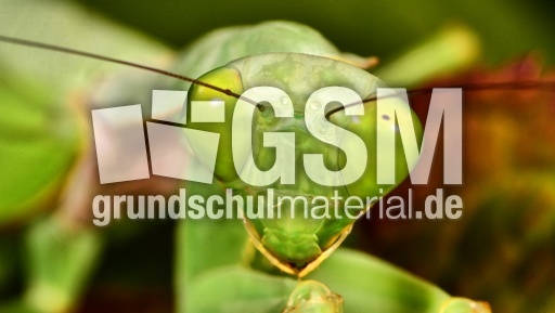 Gottesanbeterin (13).jpg